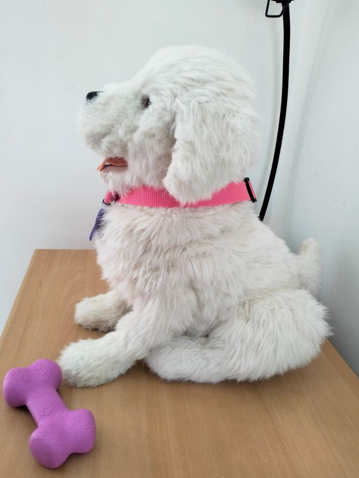 Cookie mon  petit chien - photo numéro 3