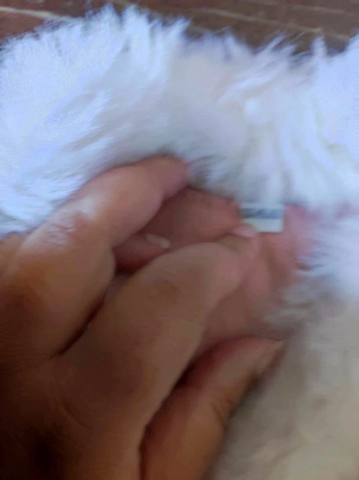 Boléro bébé - photo numéro 2