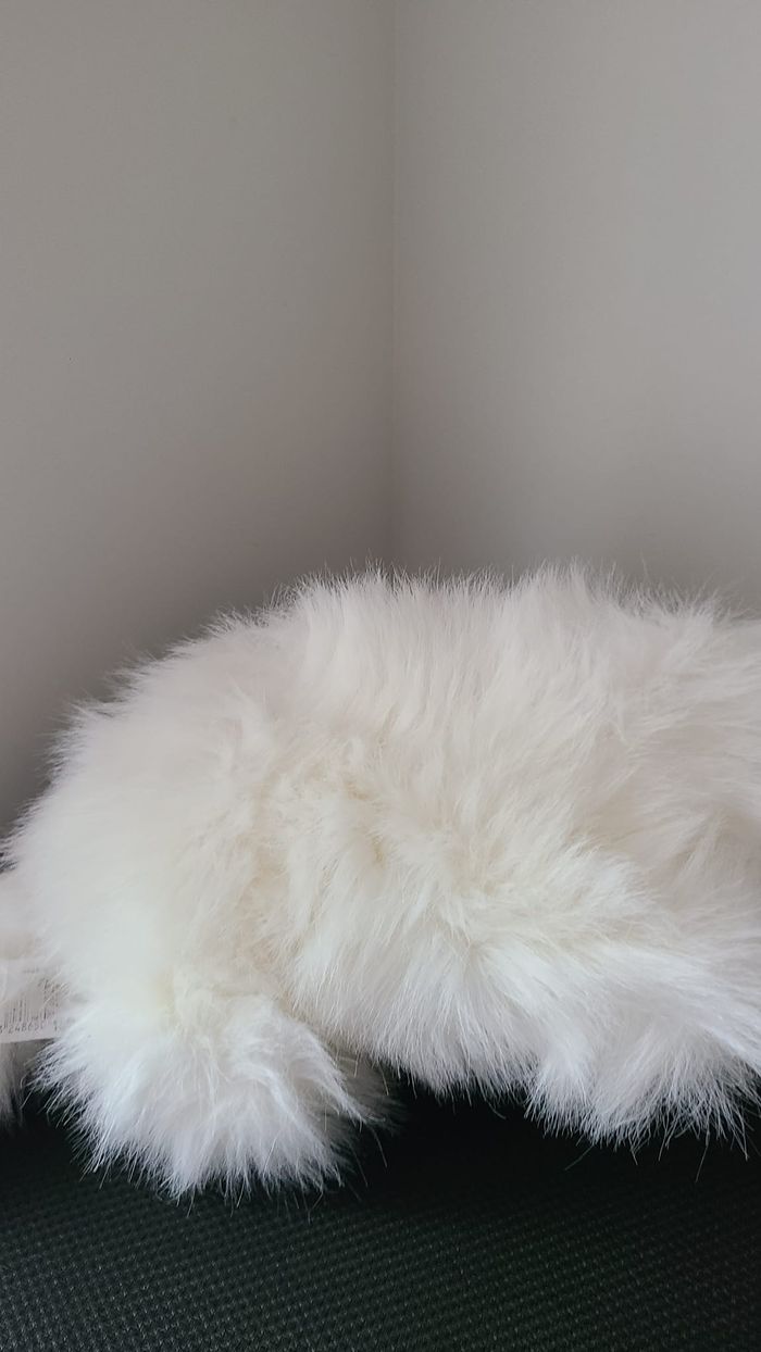 doudou chat - photo numéro 2