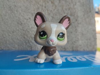 Petshop trotteur chien