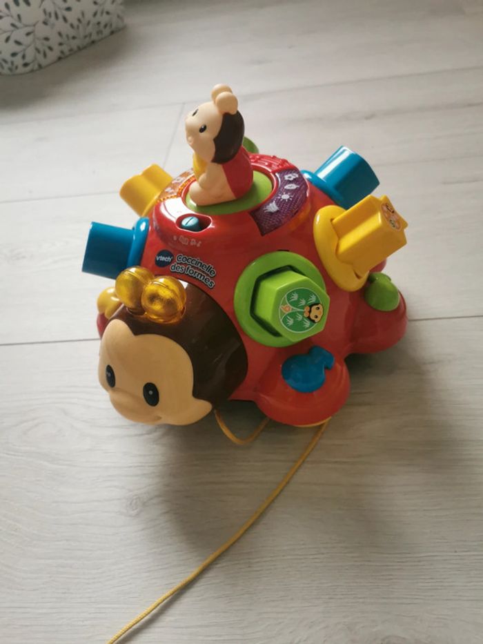 Coccinelle des formes