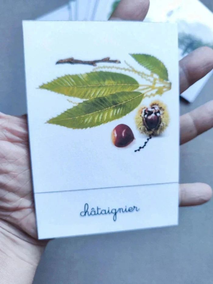 48 cartes de nomenclature recto verso des arbres - photo numéro 4