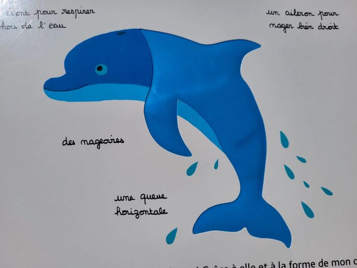 Beau livre animé 🦀 Mes animaux des mers 🐬 à toucher 🦐 Milan Jeunesse (72) - photo numéro 12