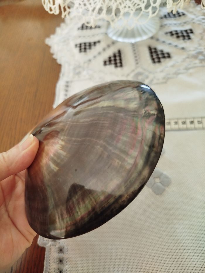 Un coquillage - photo numéro 4