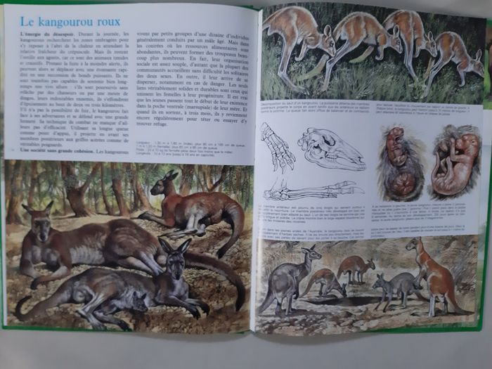 3 livres sur les animaux 7 / 8 ans - La vie secrète des bêtes - photo numéro 4