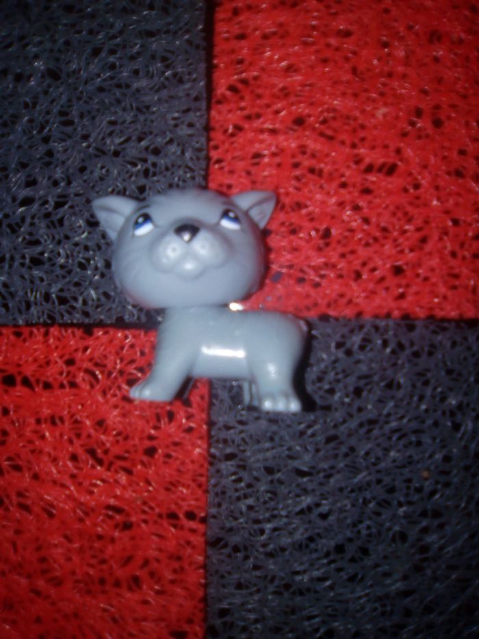 Pet Shop x2 - photo numéro 3