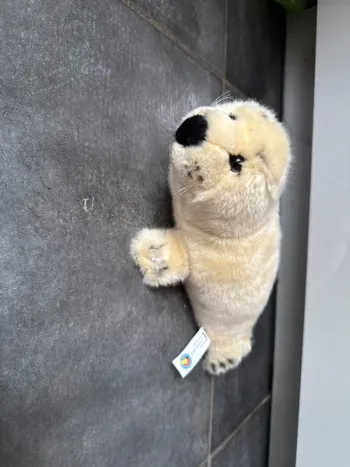 Peluche