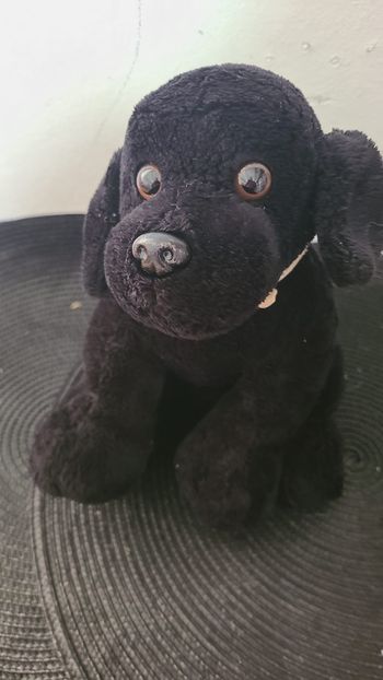 Peluche labrador noir chien LASCAR bandana les chiens guides d'aveugles