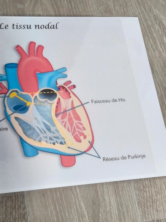 Fiche A4 sur le tissu nodal - photo numéro 3