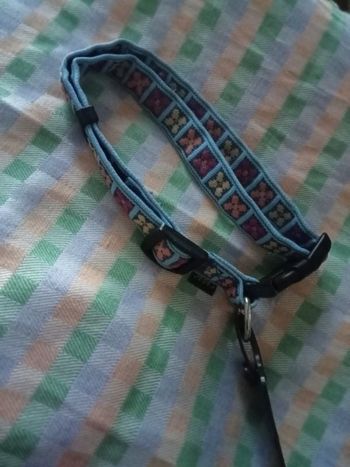 Collier chien