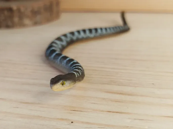 Figurine serpent a sonnette animal de la savane