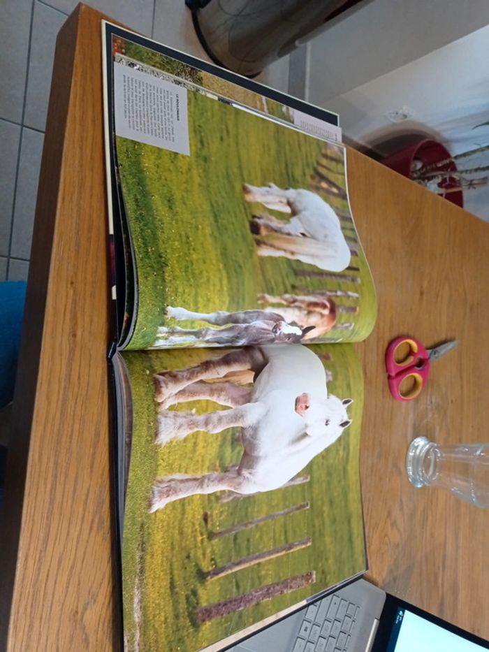 Les chevaux - photo numéro 4