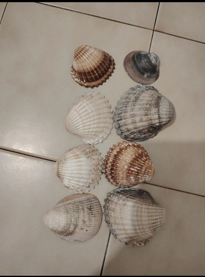 Lot de coquillage