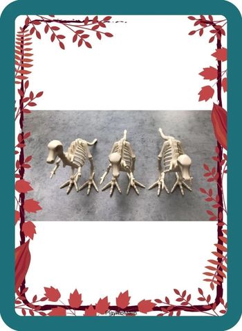 Squelettes dinosaures