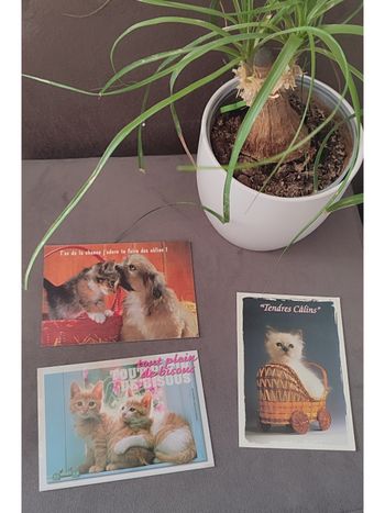 Lot de 3 cartes postales animaux