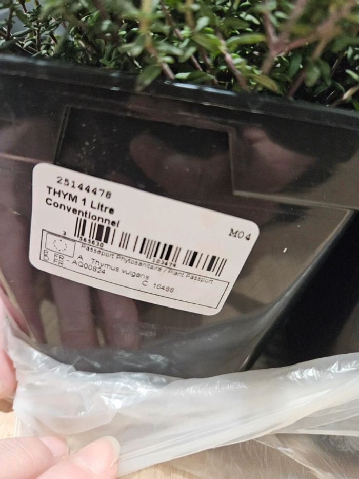 Short bébé fille 6 mois Sucre d'orge BBF3 - photo numéro 6