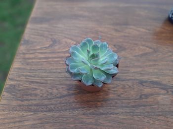 Echeveria 