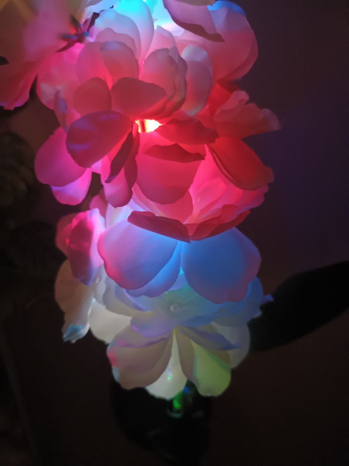 Fleurs solaire - photo numéro 10