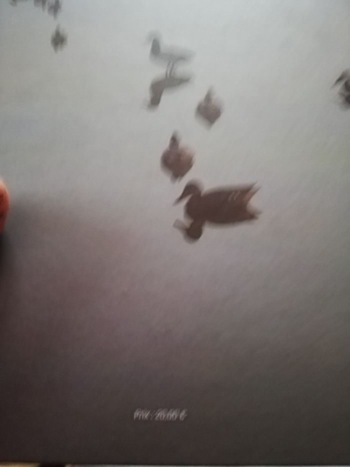 2 livres de chasse - photo numéro 8