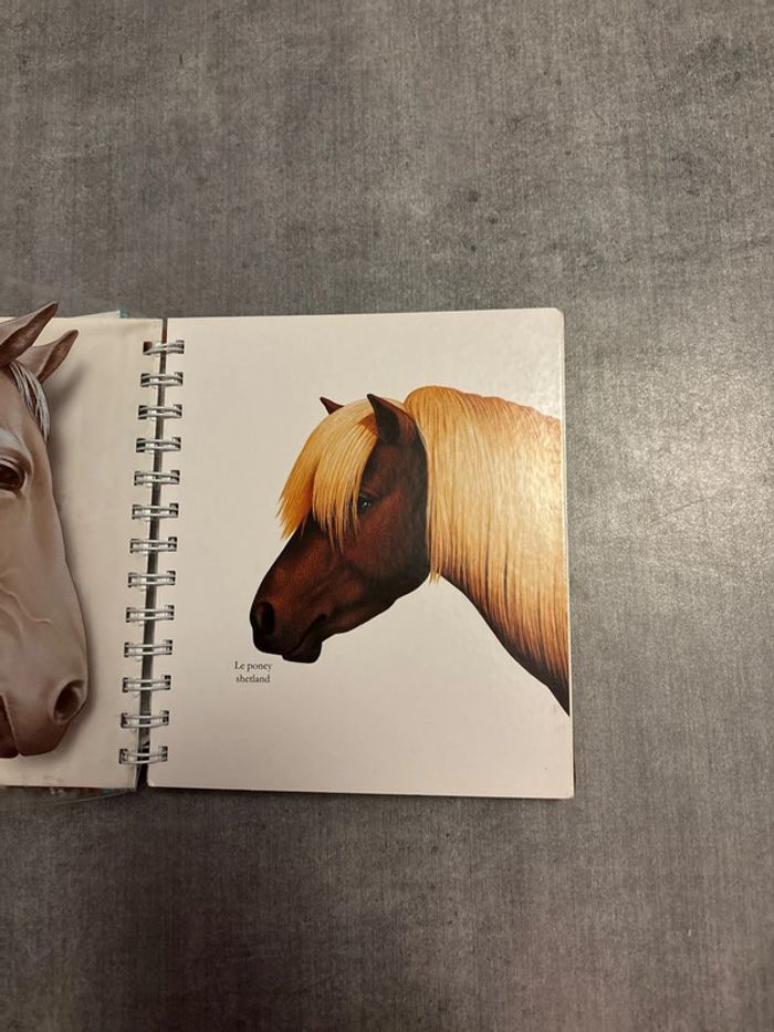 Livre mes premières découvertes le cheval - photo numéro 4