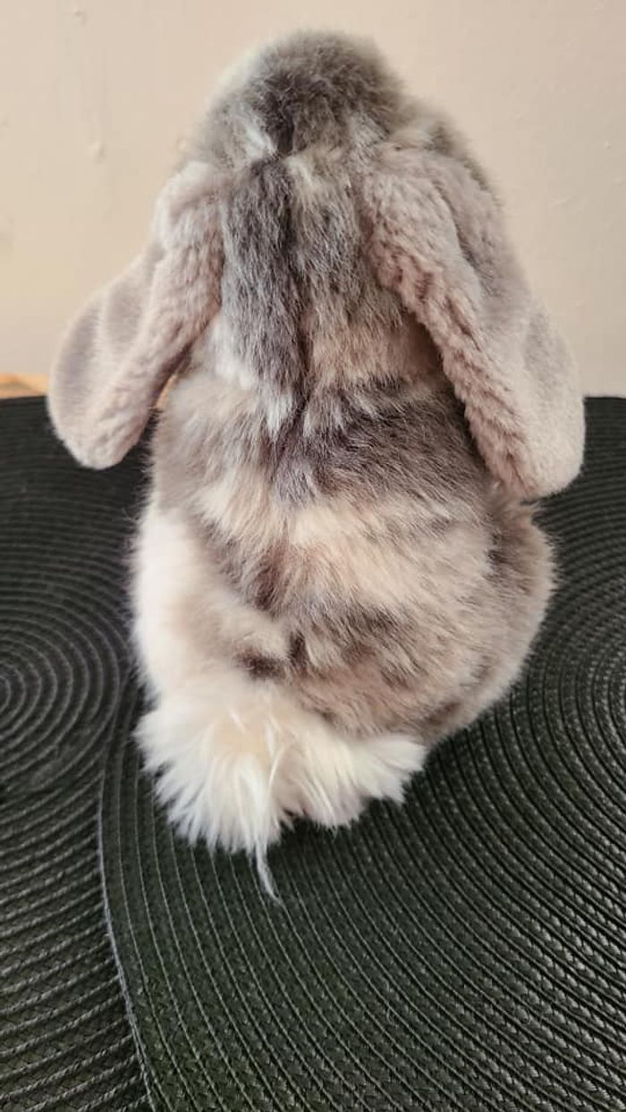 Lapin gris assis Living Nature - photo numéro 2