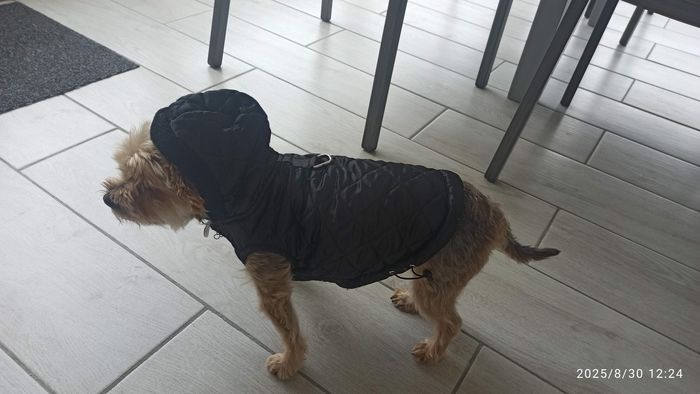 Doudoune imperméable avec capuche pour très petit chien