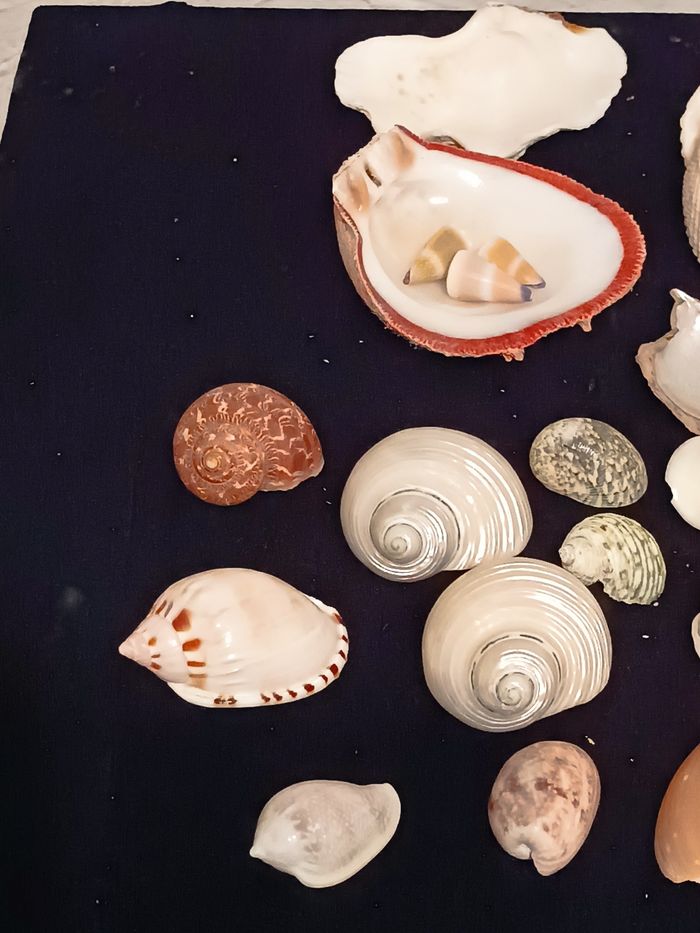 Lot de différents coquillages - photo numéro 8