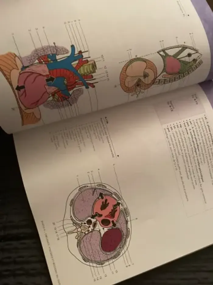 Anatomie des organes et viscères Michel Dufour - photo numéro 5