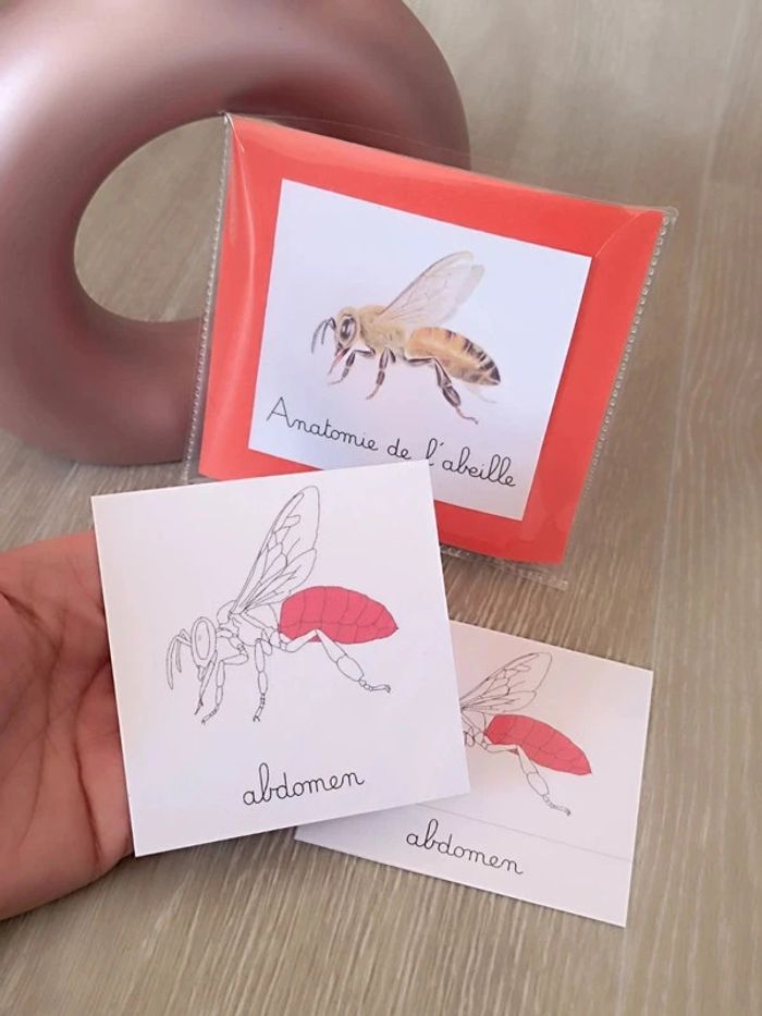 Cartes de nomenclature de l'abeille