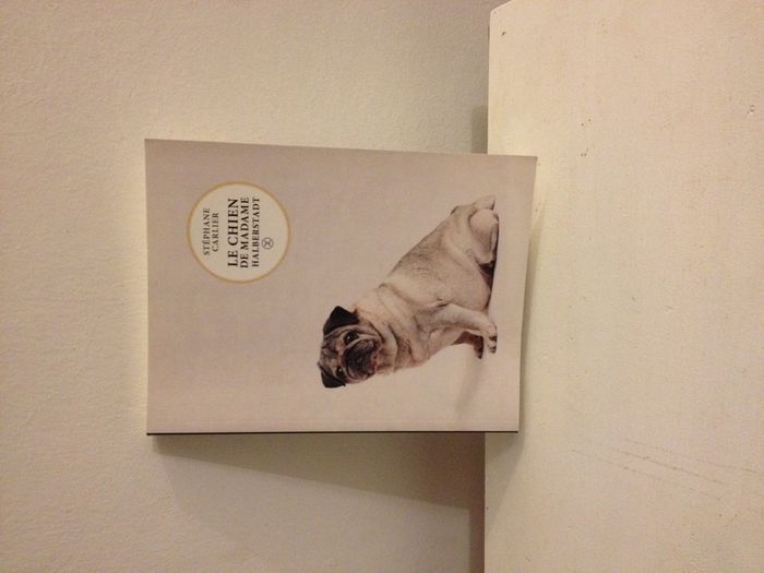 Carlin le chien de madame Halberstadt Stéphane Carlier - photo numéro 1