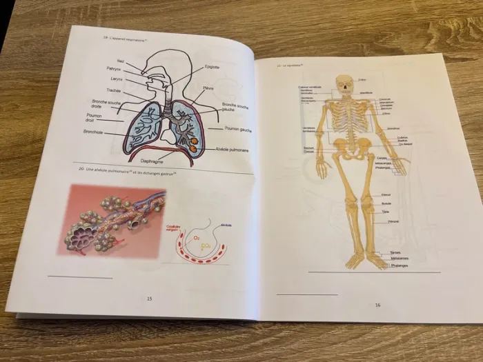Schémas d’anatomie humaine - photo numéro 2