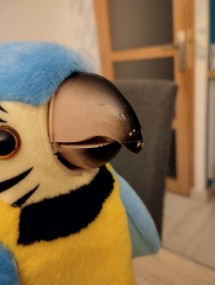 Perroquet parlant - photo numéro 5