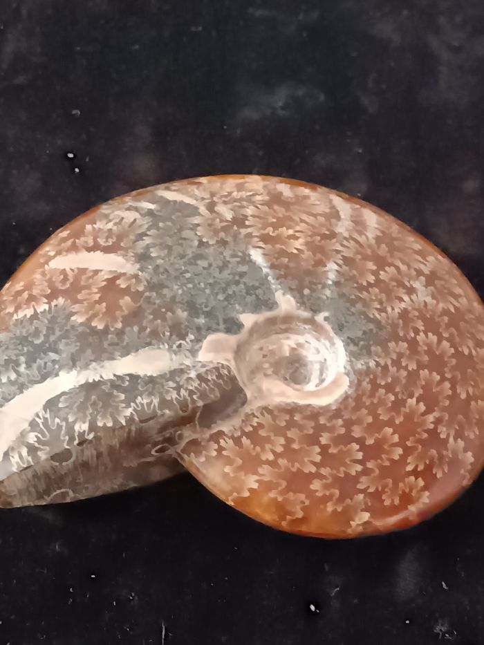Ammonite polie - photo numéro 10