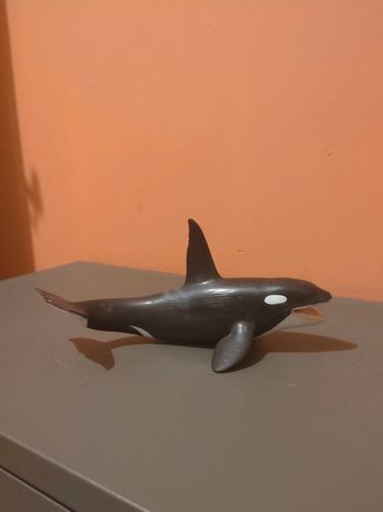 orque Collecta
