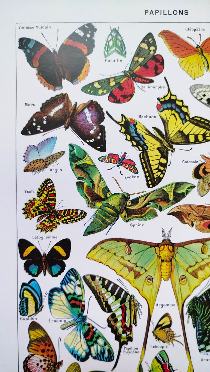 🦋 Affiche sur les papillons, d'après une illustration ancienne de 1928 - photo numéro 2