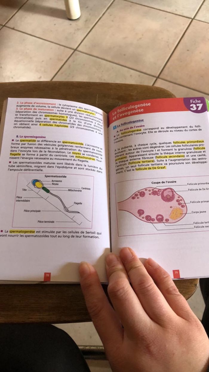 Fiches pour bac ST2S - photo numéro 5