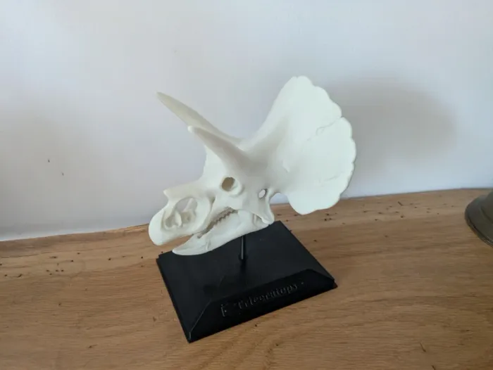 Crâne de triceratops sur socle - photo numéro 10