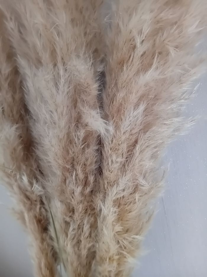 Pampa - photo numéro 2