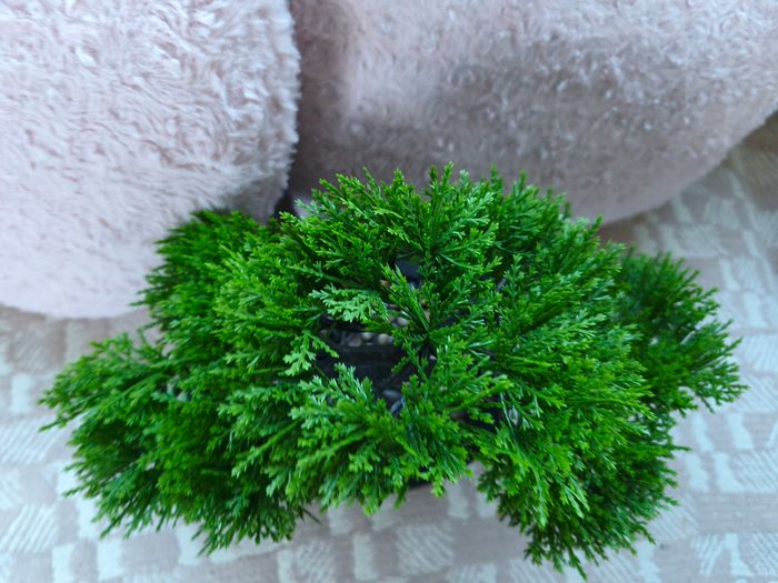 Bonsaï - photo numéro 2