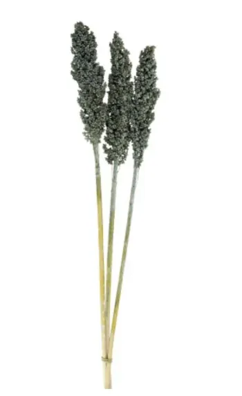 x3 Fleurs Séchées Sorgho Millet Bleu-Vert 72 cm Neuf