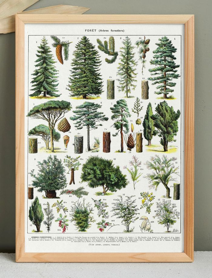 Affiche sur les arbres "épicéa", d'après une lithographie de 1928