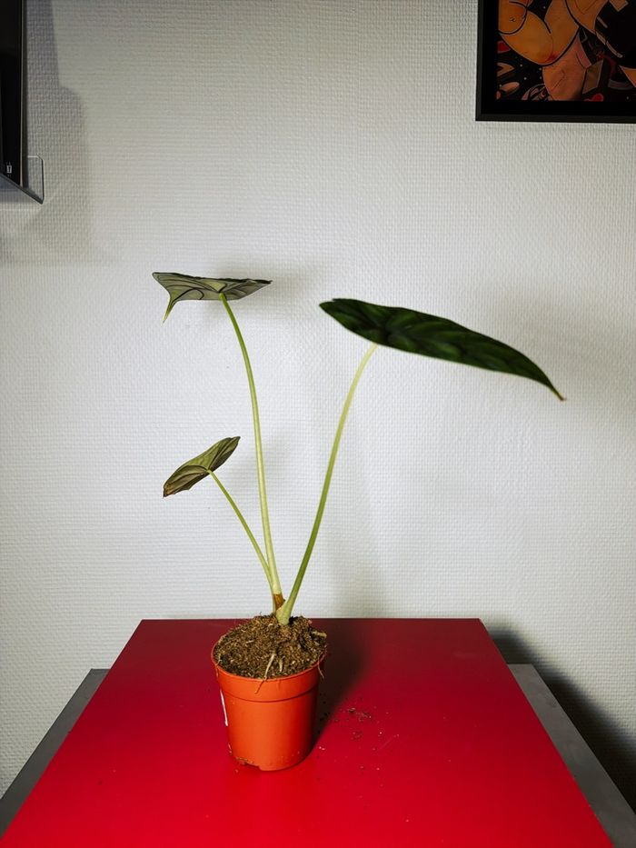 Alocasia Dragon Scale - photo numéro 2
