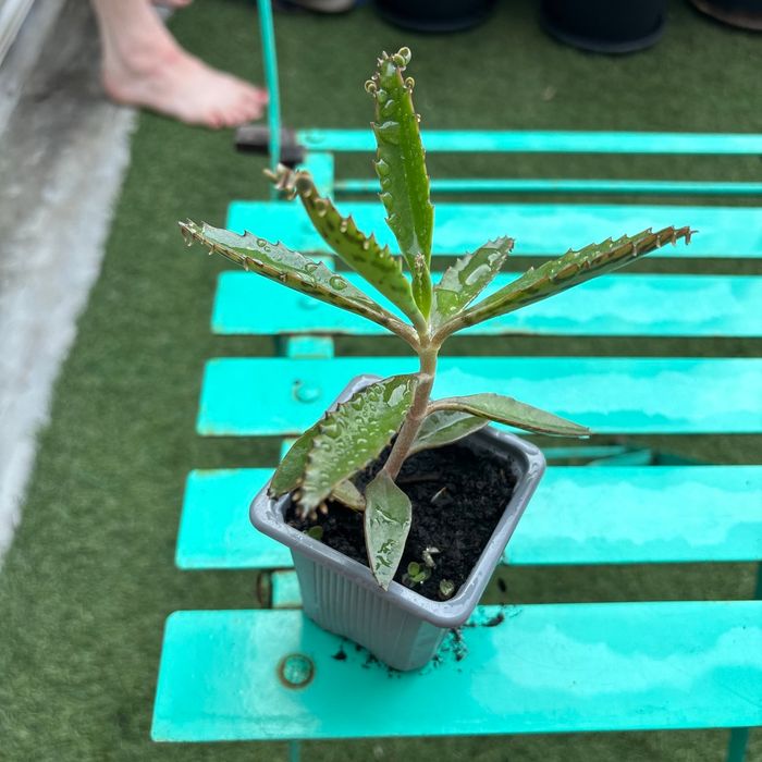 Superbe bouture Kalanchoe daigremontiana, plantes-mères ou Mère de milliers. - photo numéro 4
