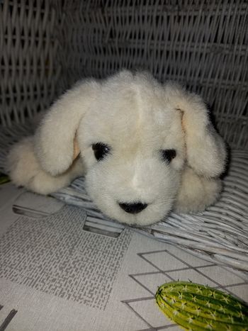 Chien très très simpas