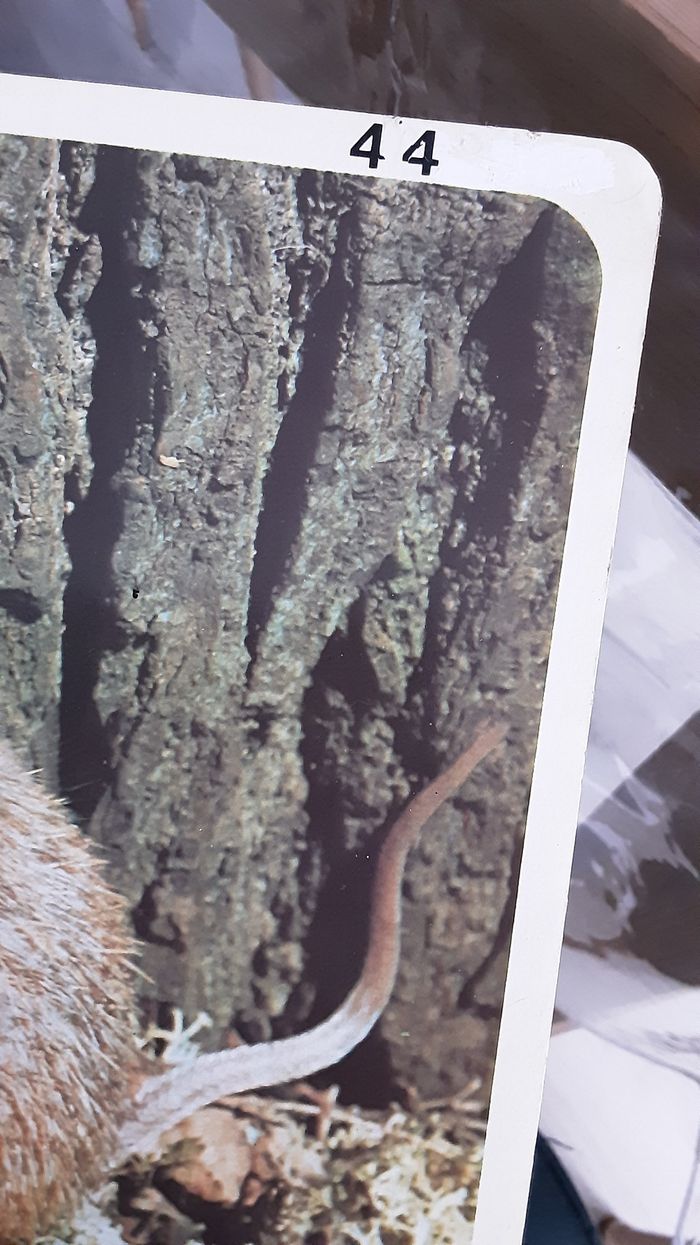 Livre vintage 1980 Hemma, animaux de la forêt, Autour de nous - photo numéro 5