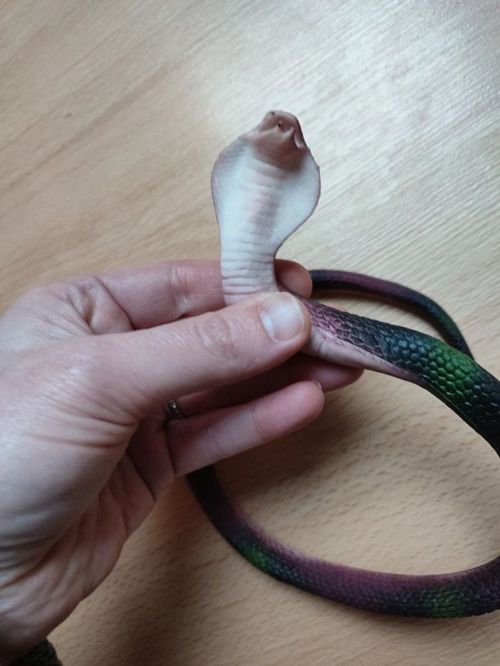 Serpent - photo numéro 3