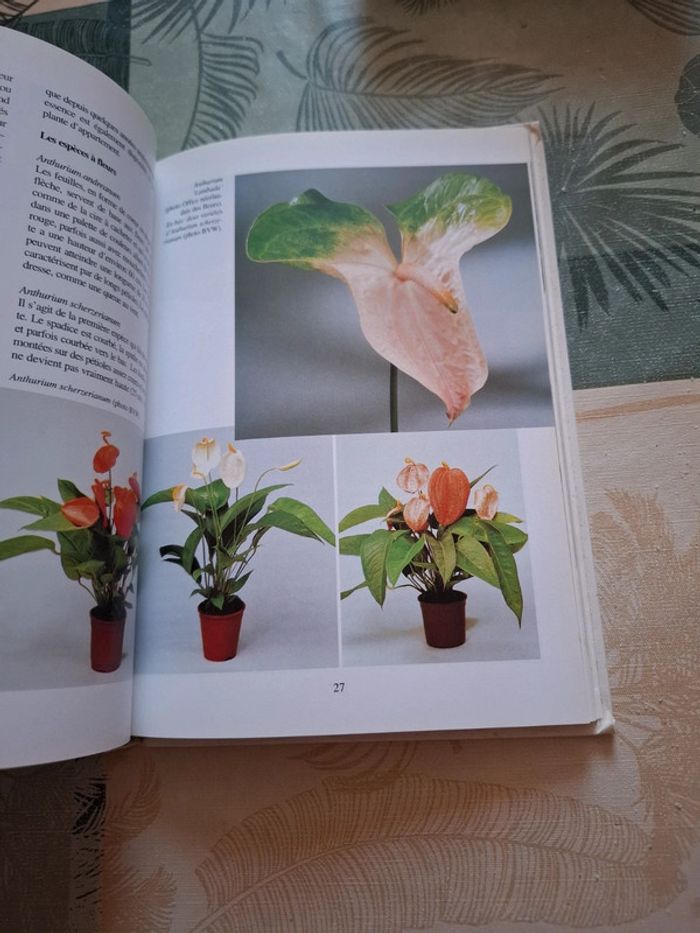 Plantes vertes d'appartement - photo numéro 6