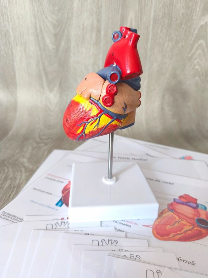 Kit anatomie du coeur - photo numéro 2