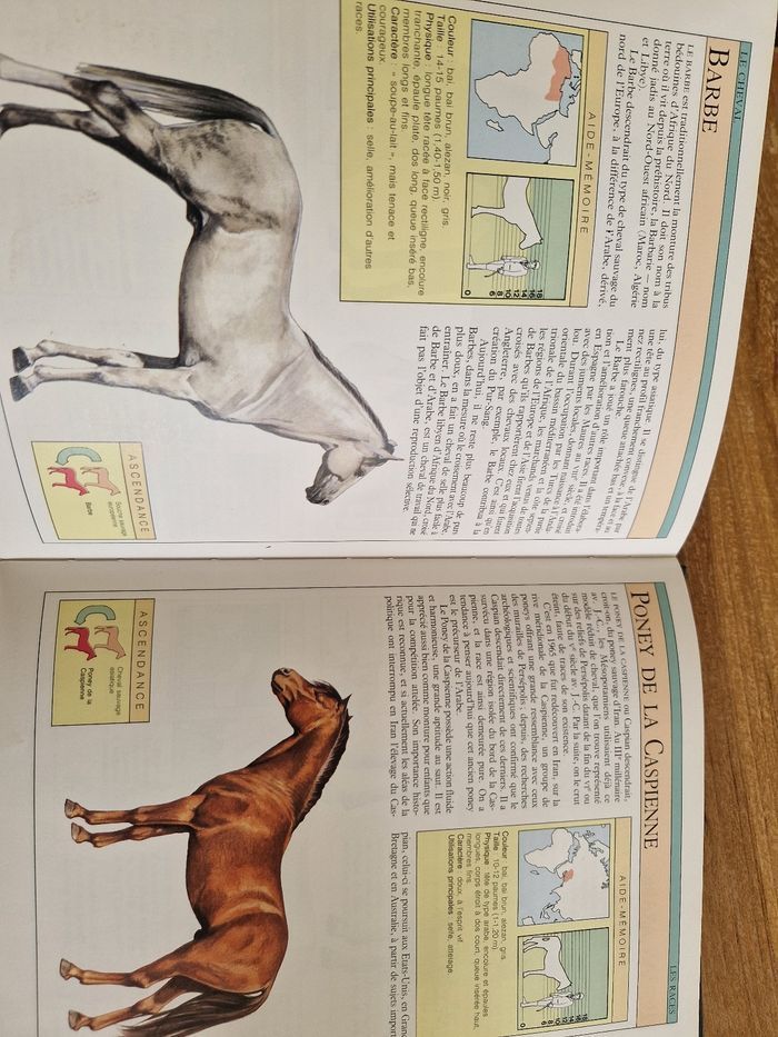 Le cheval - photo numéro 4