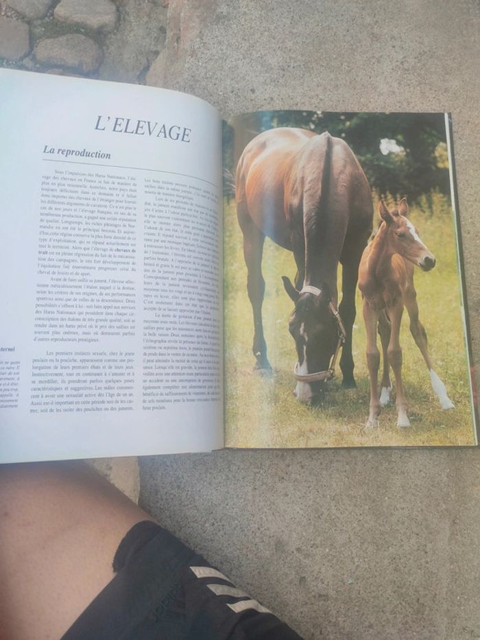 Livre la splendeurs du cheval - photo numéro 18